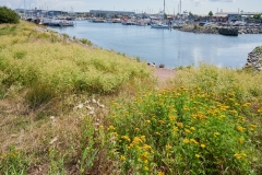 Nordhavn  Naturpark
