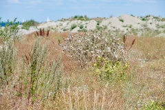Nordhavn  Naturpark